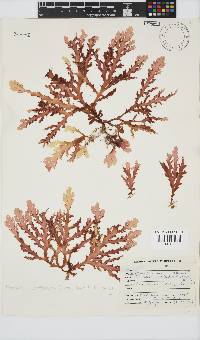 Plocamium corallorhiza image