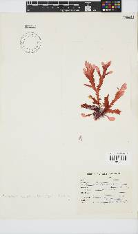 Plocamium corallorhiza image