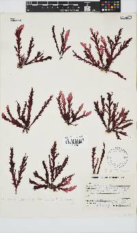 Plocamium corallorhiza image