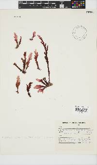Plocamium corallorhiza image