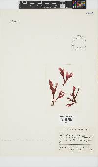 Plocamium corallorhiza image