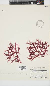 Plocamium corallorhiza image