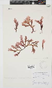 Plocamium corallorhiza image