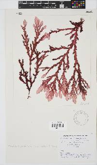 Plocamium corallorhiza image