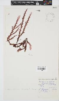 Plocamium corallorhiza image