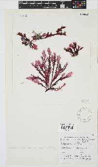 Plocamium corallorhiza image