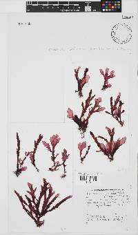 Plocamium corallorhiza image