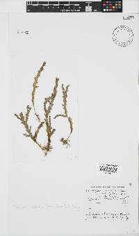 Plocamium corallorhiza image