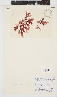 Plocamium corallorhiza image