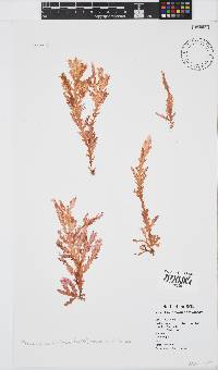 Plocamium corallorhiza image