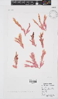 Plocamium corallorhiza image