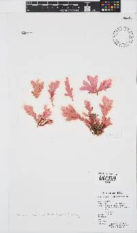 Plocamium corallorhiza image