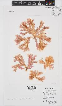 Plocamium corallorhiza image