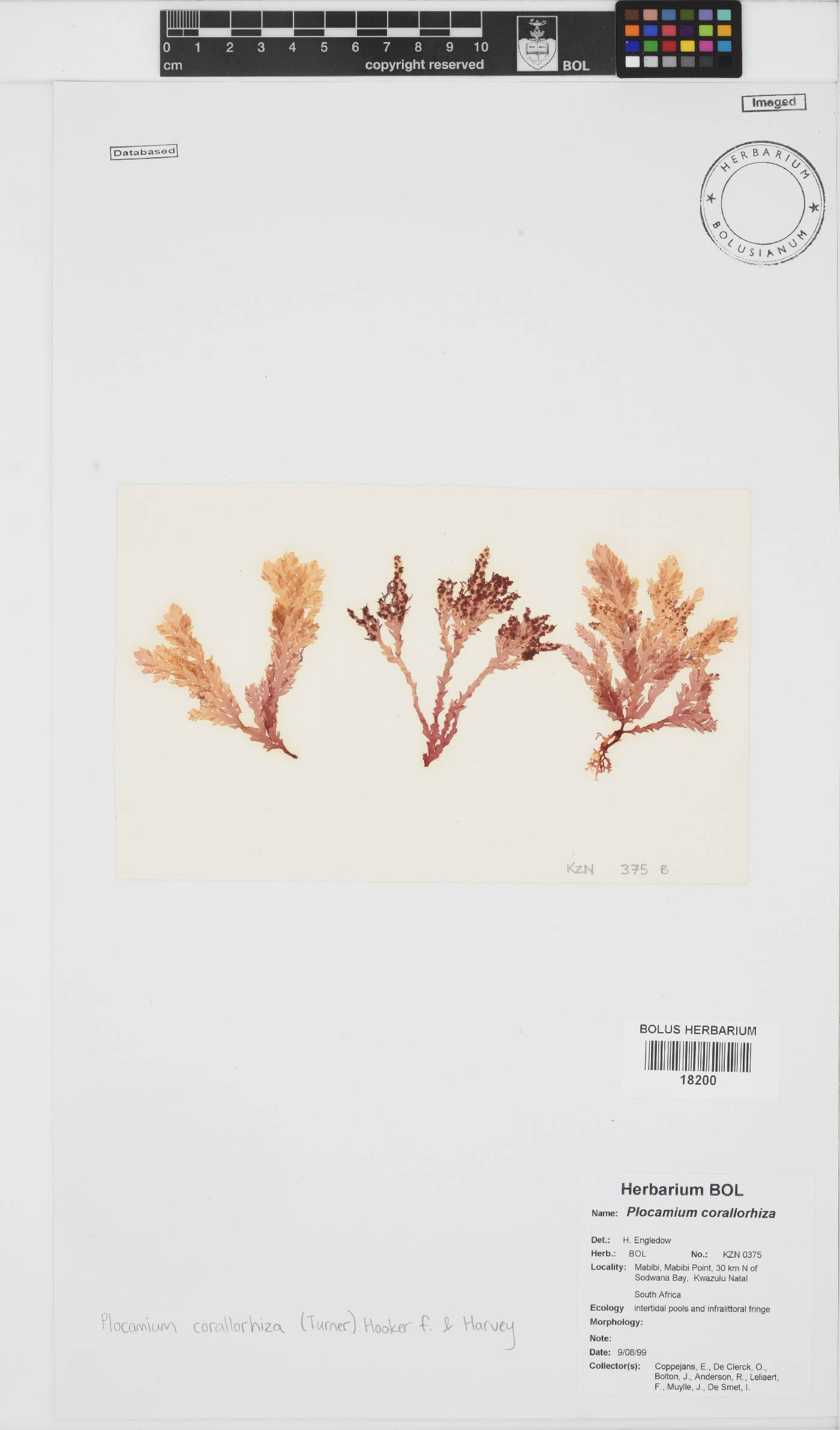 Plocamium corallorhiza image