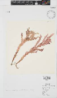 Plocamium corallorhiza image