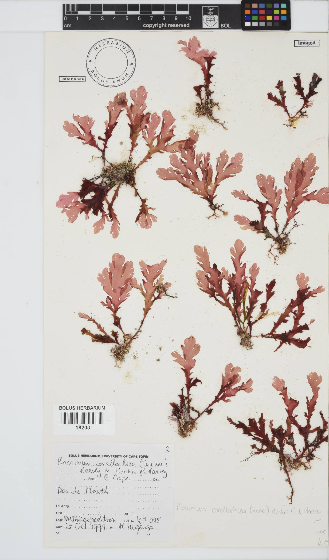 Plocamium corallorhiza image