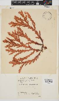 Plocamium corallorhiza image