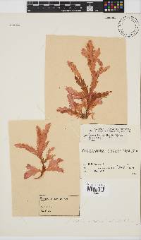 Plocamium corallorhiza image
