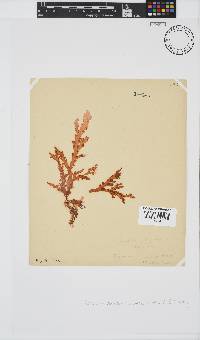 Plocamium corallorhiza image