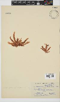 Plocamium corallorhiza image