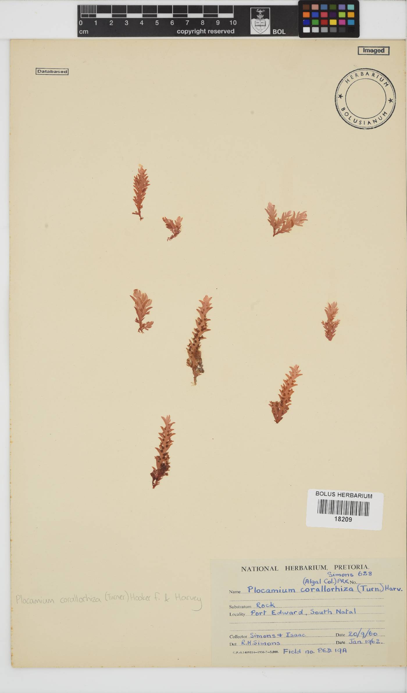 Plocamium corallorhiza image