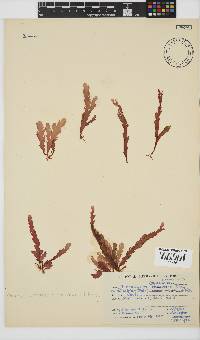 Plocamium corallorhiza image