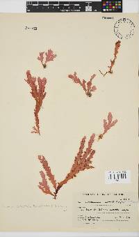 Plocamium corallorhiza image