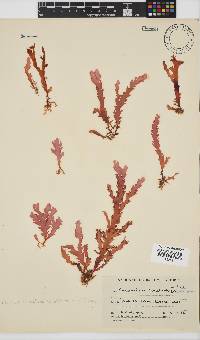 Plocamium corallorhiza image