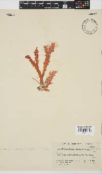 Plocamium corallorhiza image
