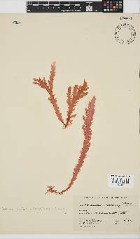 Plocamium corallorhiza image