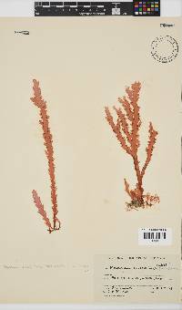 Plocamium corallorhiza image