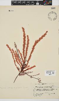 Plocamium corallorhiza image