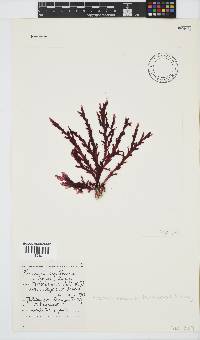 Plocamium corallorhiza image