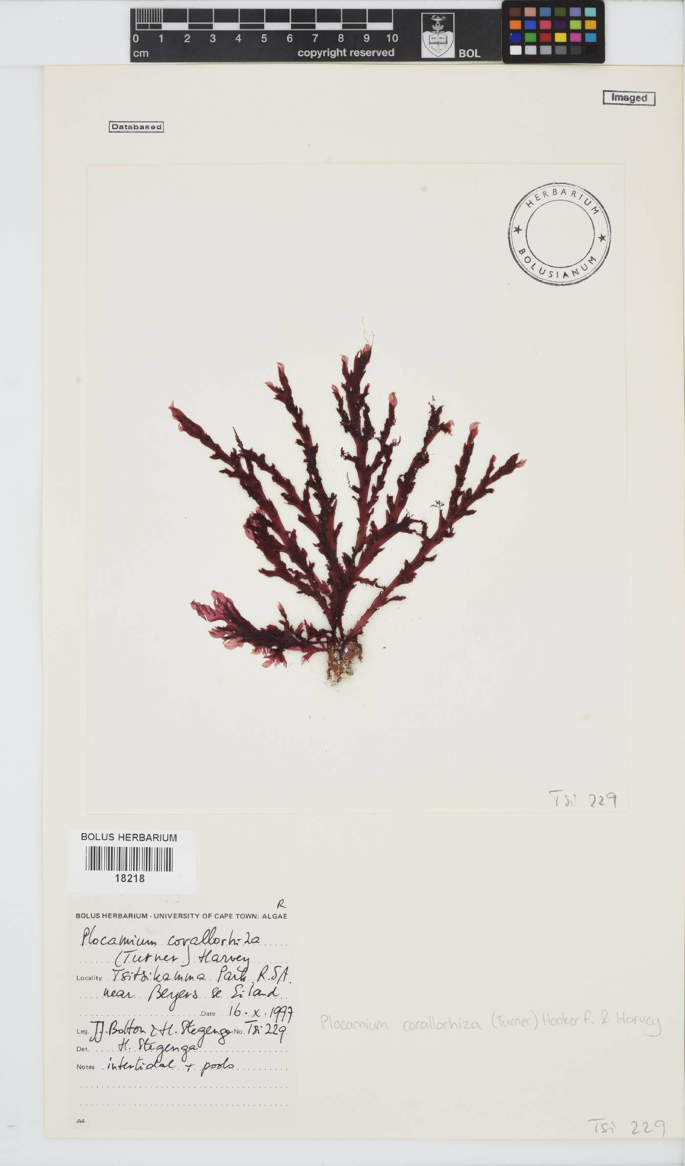 Plocamium corallorhiza image