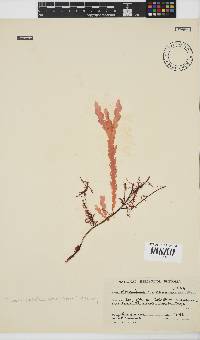 Plocamium corallorhiza image