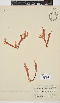 Plocamium corallorhiza image