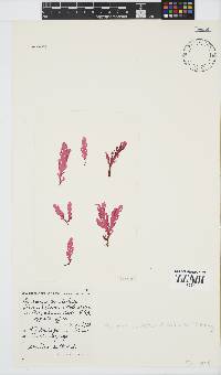 Plocamium corallorhiza image