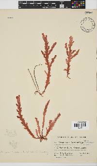 Plocamium corallorhiza image