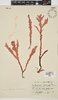 Plocamium corallorhiza image