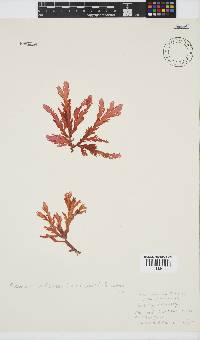 Plocamium corallorhiza image