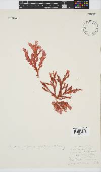 Plocamium corallorhiza image