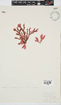 Plocamium corallorhiza image