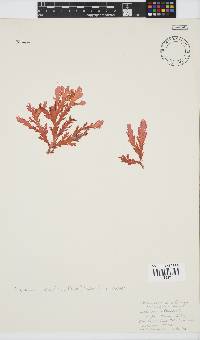 Plocamium corallorhiza image