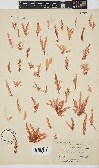 Plocamium corallorhiza image