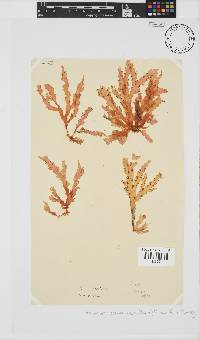 Plocamium corallorhiza image