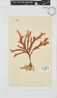 Plocamium corallorhiza image