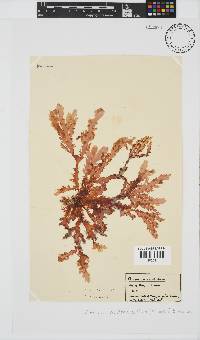 Plocamium corallorhiza image
