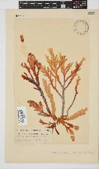 Plocamium corallorhiza image