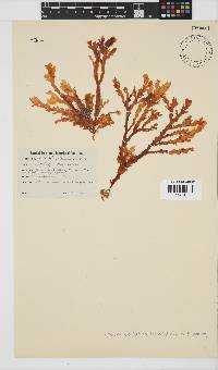 Plocamium corallorhiza image