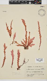 Plocamium corallorhiza image